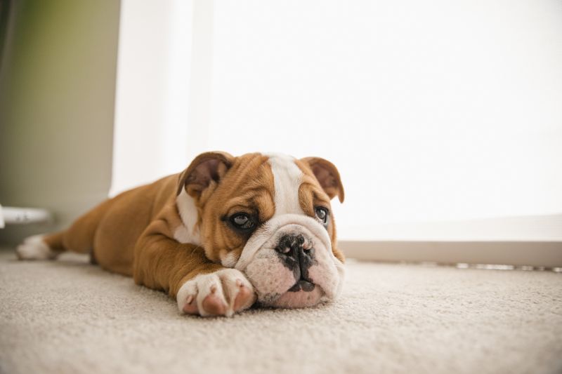 Carpet Burn Repair in Alpharetta, GA